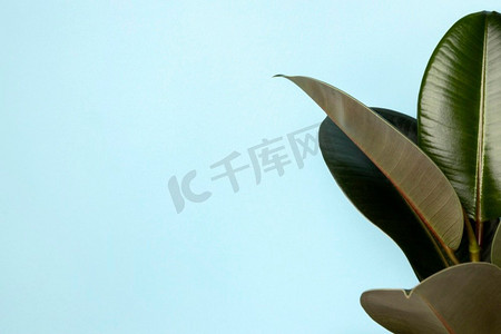 羽毛球平铺摄影图片-羽毛球平铺摄影作品-千库网