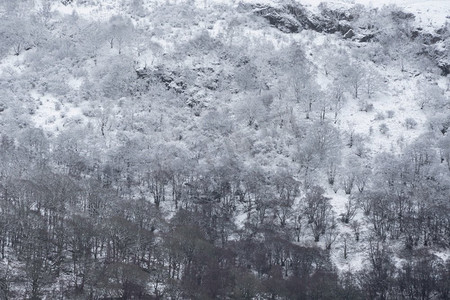 简单风景摄影照片_雪覆盖的树的美丽的简单风景图象在冬天雪落在洛蒙德湖海岸在苏格兰