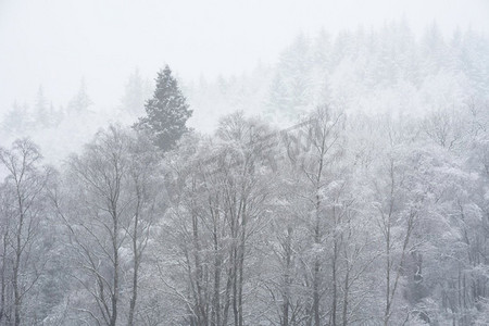 雪覆盖的树的美丽的简单风景图象在冬天雪落在洛蒙德湖海岸在苏格兰