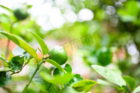 一棵树摄影照片_一棵树上挂着绿色的柠檬，新鲜的柠檬柑橘水果在花园农场里维生素C含量很高，农业在夏天与大自然的绿色模糊背景