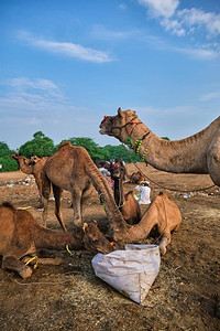 博览会摄影照片_Pushkar Mela Pushkar骆驼博览会的骆驼在Pushkar，拉贾斯坦邦，印度著名的旅游景点。Pushkar Mela Pushkar Camel Fair，印度