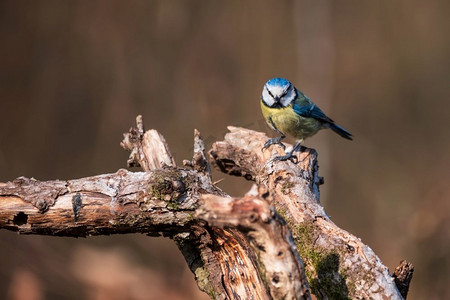 春天树叶鸟摄影照片_美丽的春天风景图像蓝山雀Cyanistes Caeruleus鸟在森林栖息在树枝