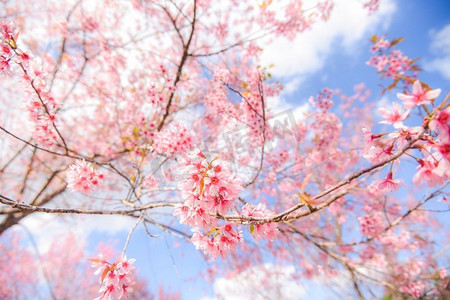 在树的野生喜马拉雅樱花，美丽的粉红色樱花花在冬天风景树与蓝天 