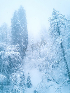 一幅令人惊叹的冬季高山雪景景观。一场新的降雪后，雪山中的森林。雪山冬林