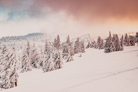 梦幻童话圣诞摄影照片_惊人的冬季仙境景观与雪冷杉树