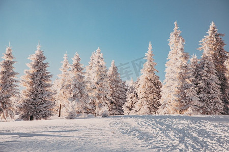 梦幻童话圣诞摄影照片_惊人的冬季景观与雪冷杉树