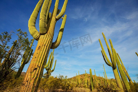 大Saguaro仙人掌在一个山，亚利桑那州，美国