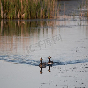 加拿大鹅Branta加拿大家庭与小鸡游泳越过湖面在春天