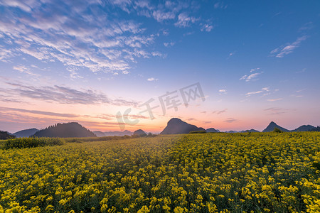 油菜花海日出前