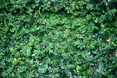 树叶纹理摄影照片_天然绿色植物墙或小叶绿叶纹理背景