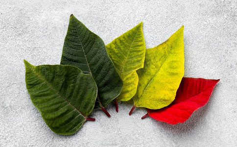 平躺构图五颜六色的树叶叶子虫子