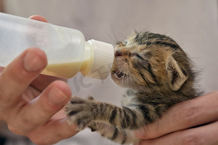 猫兽医摄影照片_用猫奶喂养新生的弃婴猫
