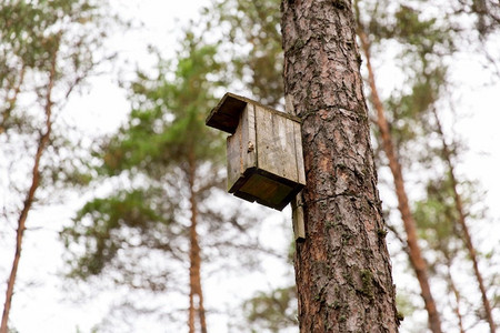 自然、景观、环境理念--针叶林松树木制鸟舍。针叶林松树上的木制鸟舍