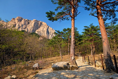 径摄影照片_Ulsanbawi岩石和远足径在松树林在雪乐山国家公园，韩国。韩国雪兰山国家公园的Ulsanbawi岩石