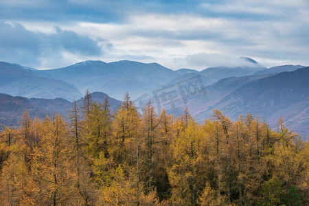 2018狗年金色中国风摄影照片_金色落叶松树的美丽秋天风景图象对雾山在湖区的距离
