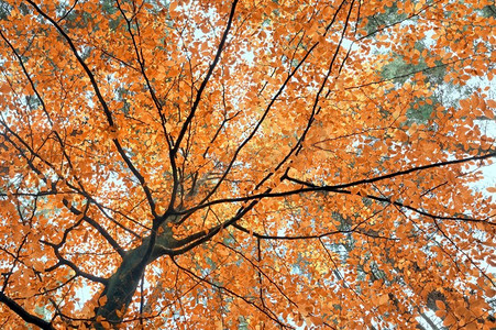 金色早午餐十月森林中的秋树