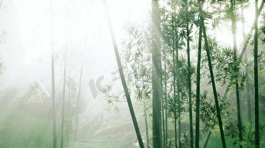 阳光竹林摄影照片_新鲜的自然和绿色的热带竹林