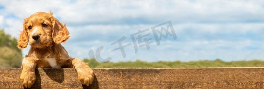 全景可爱的金色小狗倚在木栅栏上的网页横幅标题全景