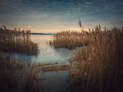干芦苇在冻结的湖在日落天空背景。池塘附近的冬季景观，寂静的傍晚景色