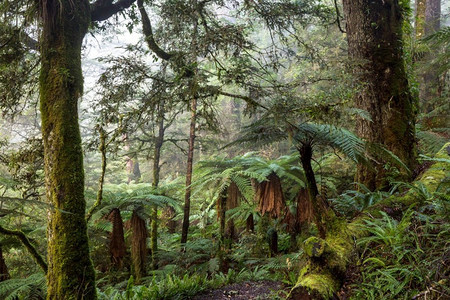 木板路摄影照片_新西兰热带丛林。绿色自然背景