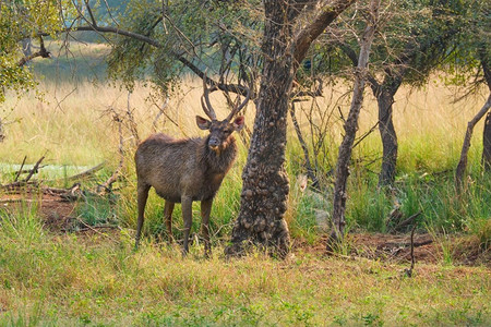 鹿，印度，拉贾斯坦邦，兰坦博尔