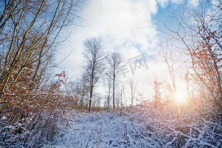 冬季风景在日出与雪覆盖的树在森林