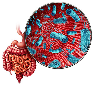 作为摄影照片_肠道中的微生物群作为肠道内的细菌菌群，作为肠道内的消化符号，带有3D插图元素。