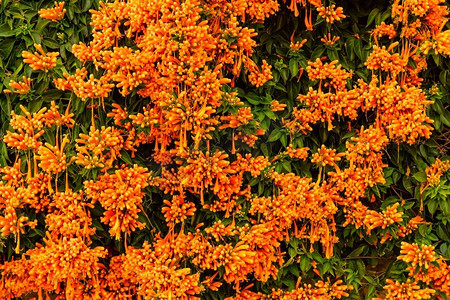 在西班牙，橙色的花朵悬挂在花园的围墙上。火地蕨自然，盛开的背景。西班牙的橙色喇叭花