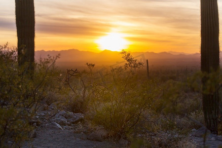 美国Saguaro Cactus Park