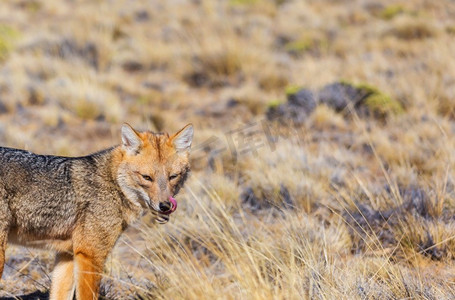 南美灰狐（Lycalopex griseus），巴塔哥尼亚狐，在巴塔哥尼亚山脉