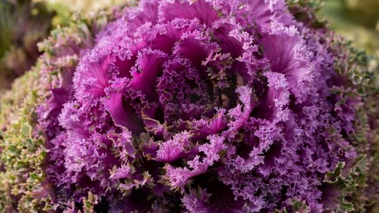 抽象紫摄影照片_美丽的抽象紫色花