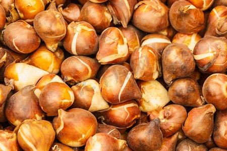 关闭由棕色种子,花苗发芽球茎制成的图案.板栗栗子