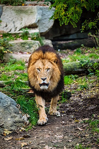 丛林中的非洲狮子豹狮子座。大自然中的丛林里的狮子