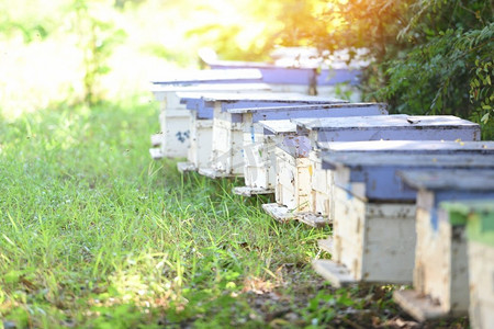 蜂房用蜂箱采集蜂蜜，养蜂人用蜂箱带着蜜蜂飞向登陆台。养蜂业