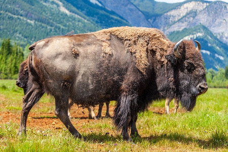 美国野牛（Bison Bison Bison）或水牛在外面的田野被山脉环绕