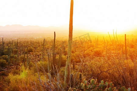大Saguaro仙人掌在一个山，亚利桑那州，美国