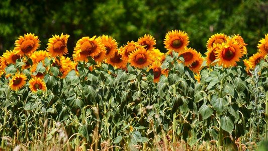 到了夏天，农田里盛开着黄色的向日葵。法国的普罗旺斯..法国普罗旺斯，向日葵盛开的田野。