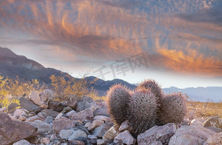 saguaro摄影照片_大Saguaro仙人掌在一个山，亚利桑那州，美国