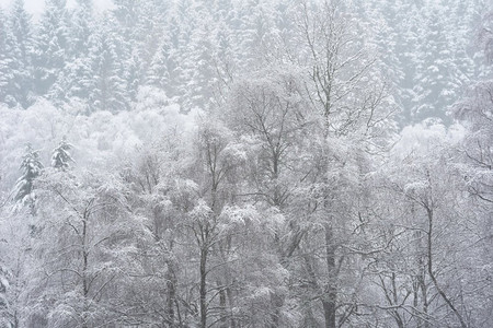 苏格兰洛蒙德湖沿岸冬季降雪期间被积雪覆盖的树木的美丽简单风景图像