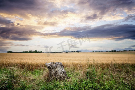 树桩在一个农村风景与金色领域在美丽的日落