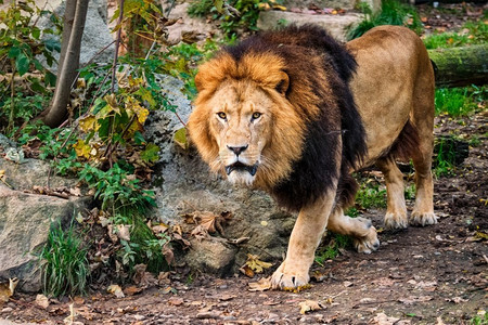 丛林里的狮子美洲豹。大自然中的丛林里的狮子