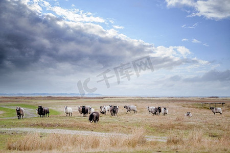羊在一个干燥的土地上放牧接近海在一个蓝色的天空与戏剧性的云