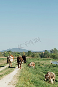 长摄影照片_走在土路上的长时间牛