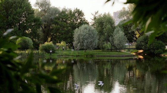 绿色的池塘摄影照片_日落在城市公园湖。鸟类、树木、绿色草地和池塘的夏天傍晚视图。海鸥飞...日落在城市公园湖与鸟