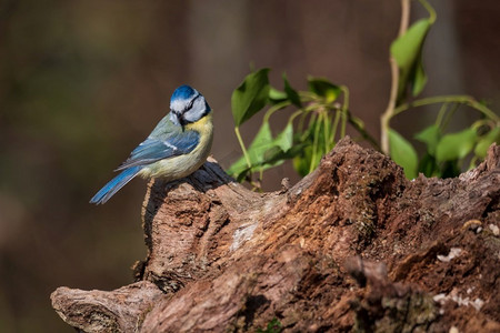 栖息在树枝上的森林里蓝山雀美丽的春天景观
