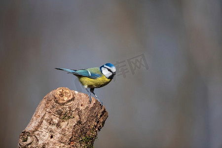 栖息在树枝上的森林里蓝山雀美丽的春天景观