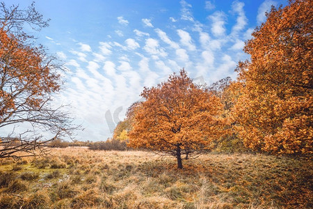 树在橙色秋天的颜色在沼泽与草和蓝天以上