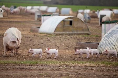 母猪与婴儿仔猪户外在畜牧场