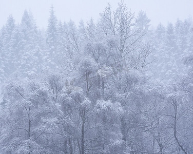 雪覆盖的树的美丽的简单风景图象在冬天雪落在洛蒙德湖海岸在苏格兰