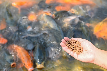 给鱼喂食，把棕色颗粒饲料喂给手中的鱼，从喂食鱼到水面池塘，水面池塘，养鱼场